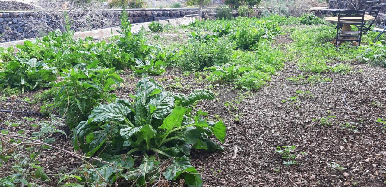 Estada en una granja Dulces *